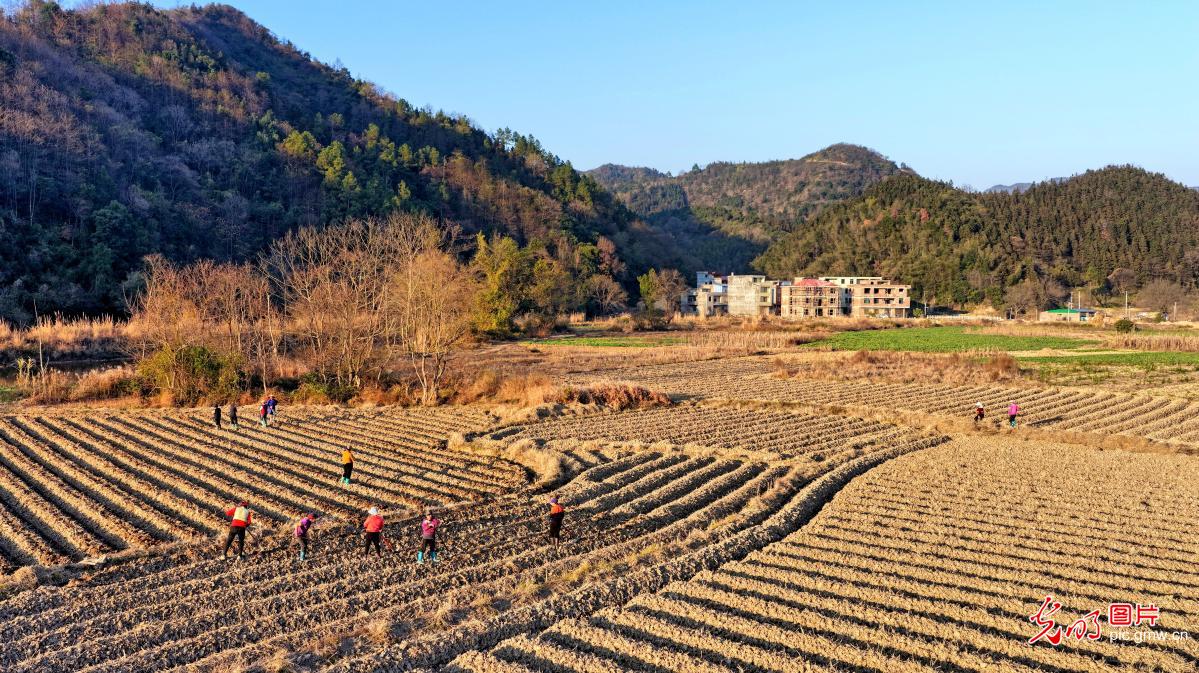 Farmers across China busy in fields as agricultural work moves ahead in orderly manner Farmers across China busy in fields as agricultural work moves ahead in orderly manner