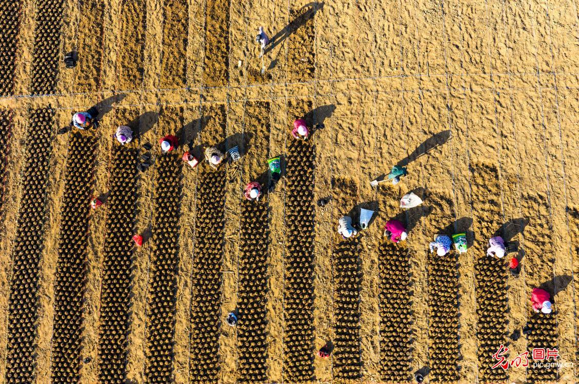 Farmers across China busy in fields as agricultural work moves ahead in orderly manner Farmers across China busy in fields as agricultural work moves ahead in orderly manner
