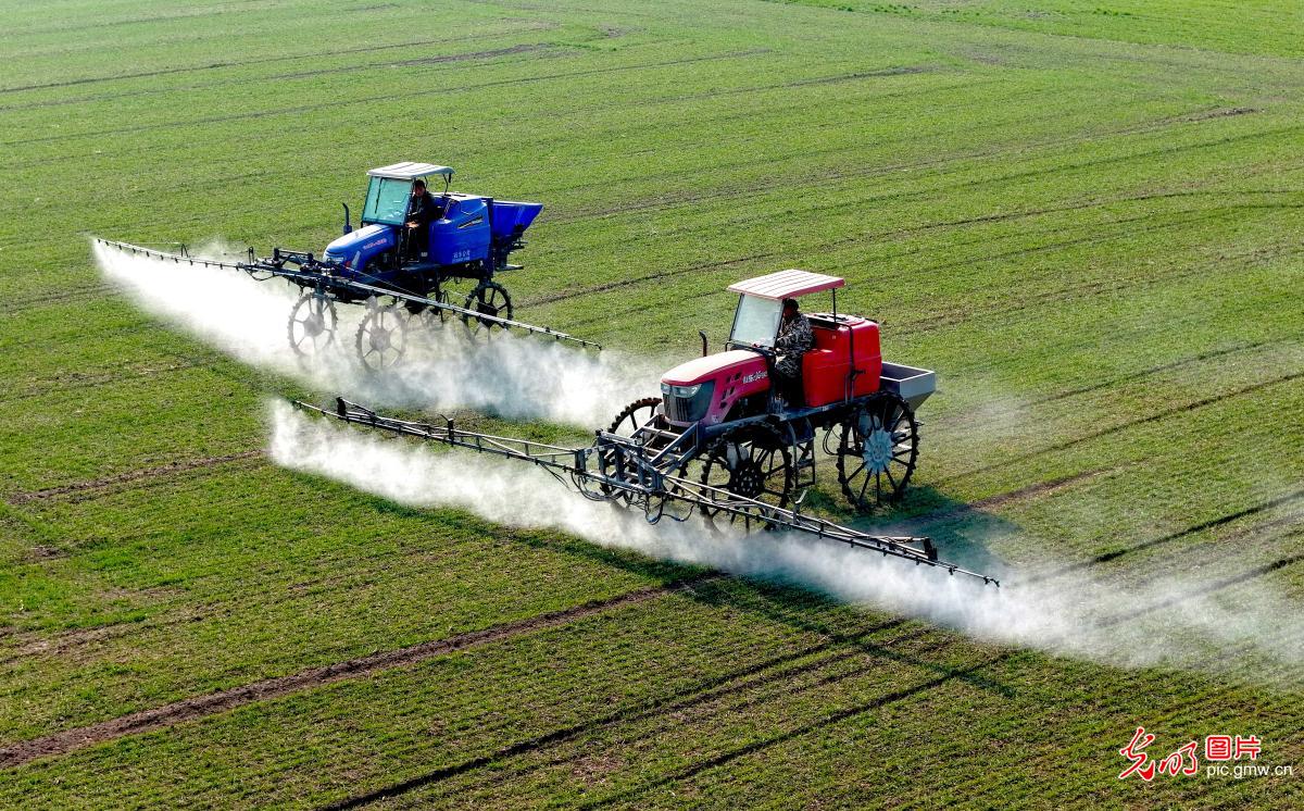 Farmers across China busy in fields as agricultural work moves ahead in orderly manner Farmers across China busy in fields as agricultural work moves ahead in orderly manner