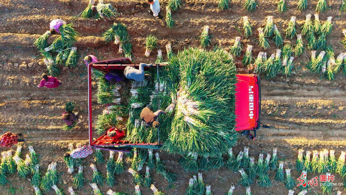 Farmers across China busy in fields as agricultural work moves ahead in orderly manner Farmers across China busy in fields as agricultural work moves ahead in orderly manner