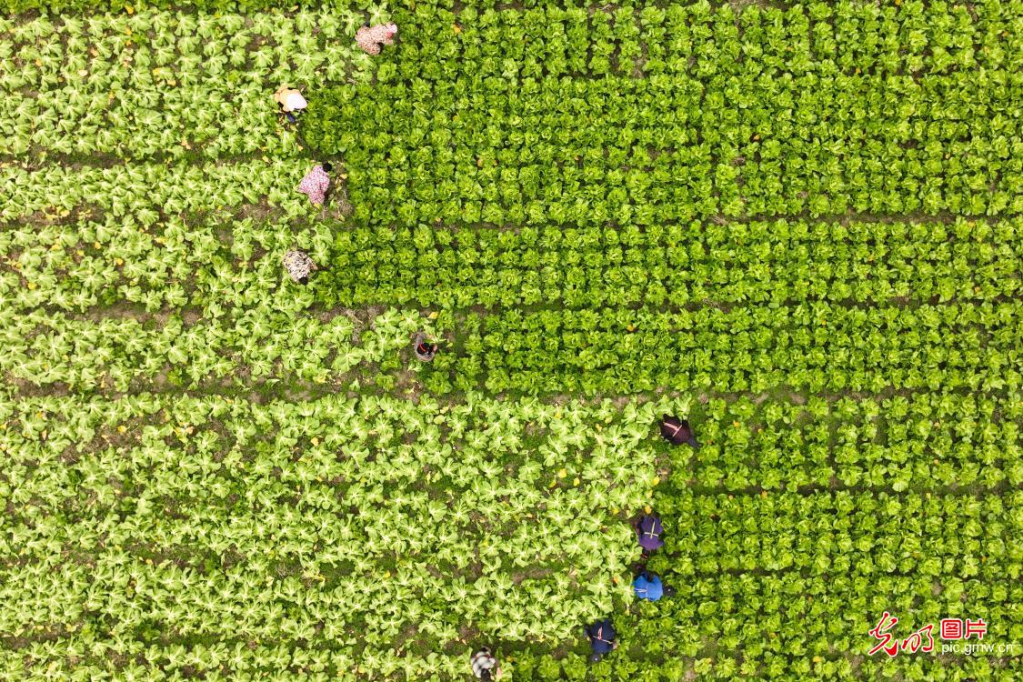 Farmers across China busy in fields as agricultural work moves ahead in orderly manner Farmers across China busy in fields as agricultural work moves ahead in orderly manner