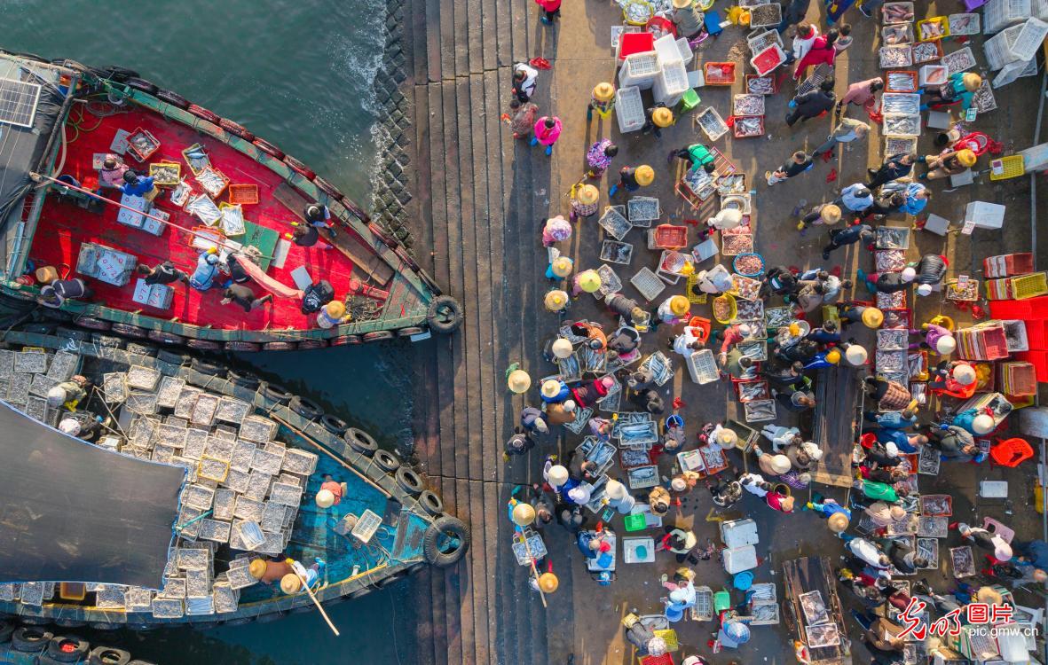 Fishing port buzzes ahead of Spring Festival in Hainan Fishing port buzzes ahead of Spring Festival in Hainan