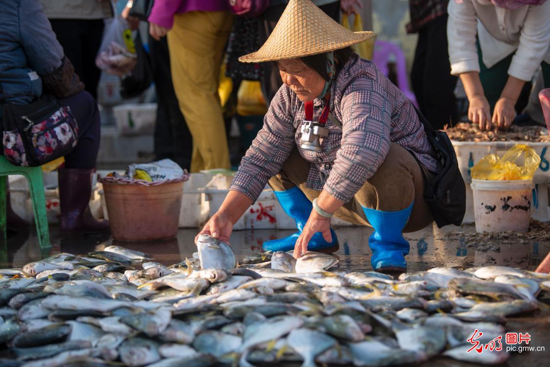 Fishing port buzzes ahead of Spring Festival in Hainan Fishing port buzzes ahead of Spring Festival in Hainan
