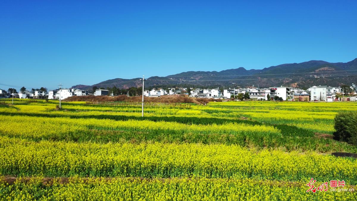 Golden rapeseed fields blanket countryside in SW China's Yunnan Golden rapeseed fields blanket countryside in SW China's Yunnan
