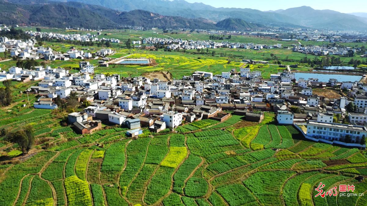 Golden rapeseed fields blanket countryside in SW China's Yunnan Golden rapeseed fields blanket countryside in SW China's Yunnan