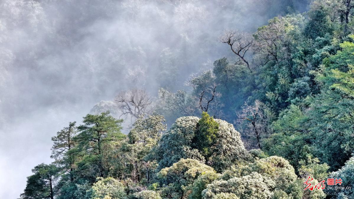 Sea of clouds and rime adorn Mangshan in C China's Hunan