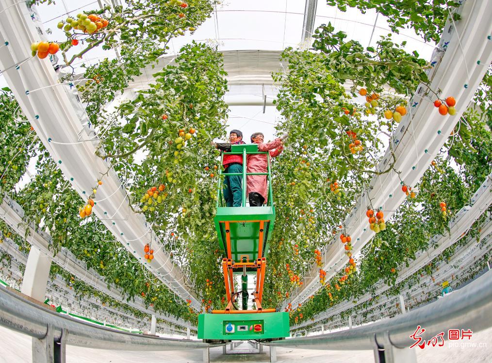 Technology supports vegetable supply for Spring Festival