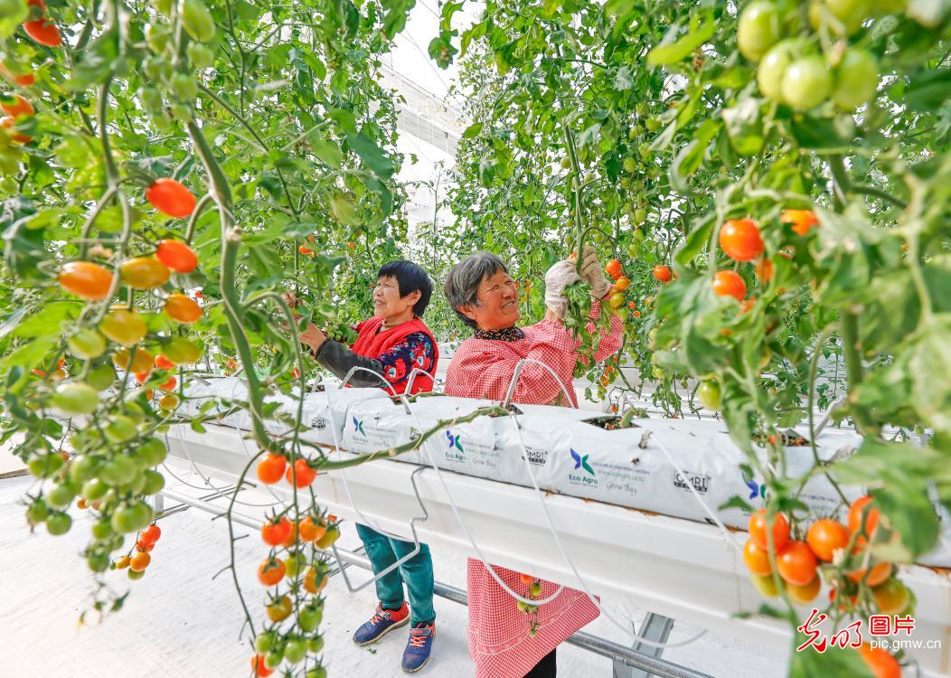 Technology supports vegetable supply for Spring Festival