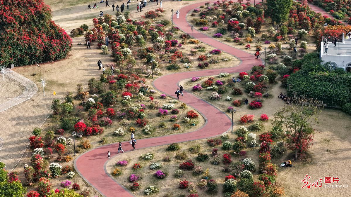 Flowers in full bloom draw visitors to S China's Guangxi