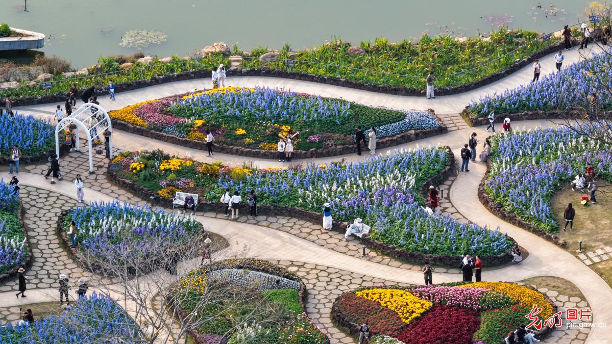 Flowers in full bloom draw visitors to S China's Guangxi