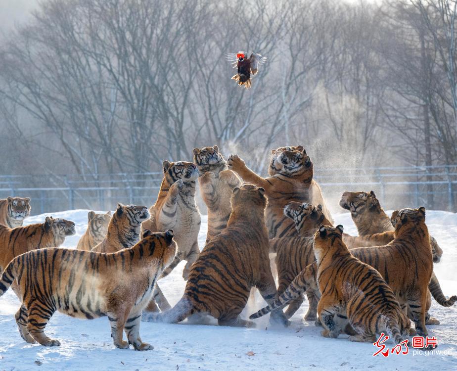 Siberian tigers frolic in snow at Heilongjiang tiger park Siberian tigers frolic in snow at Heilongjiang tiger park