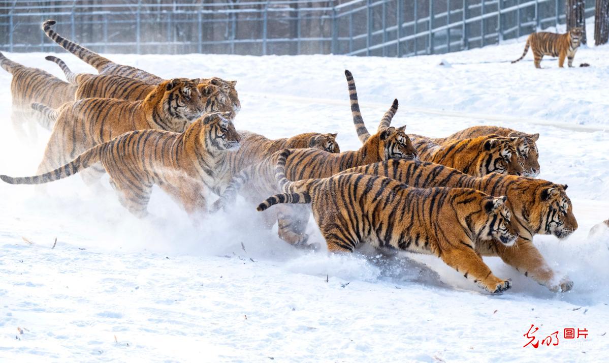 Siberian tigers frolic in snow at Heilongjiang tiger park Siberian tigers frolic in snow at Heilongjiang tiger park