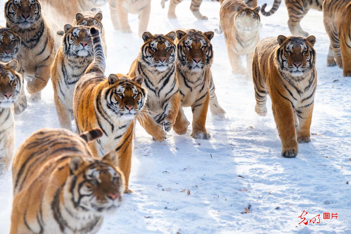 Siberian tigers frolic in snow at Heilongjiang tiger park Siberian tigers frolic in snow at Heilongjiang tiger park