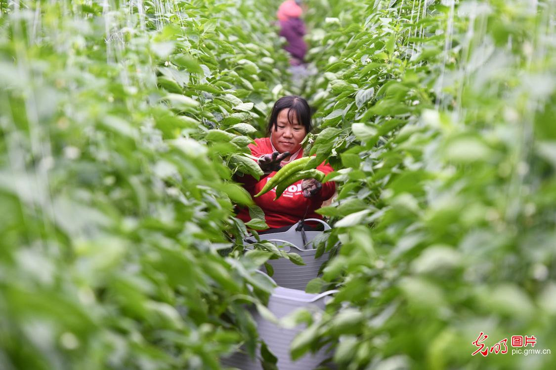 Busy harvest at vegetable greenhouses in S China's Guangxi