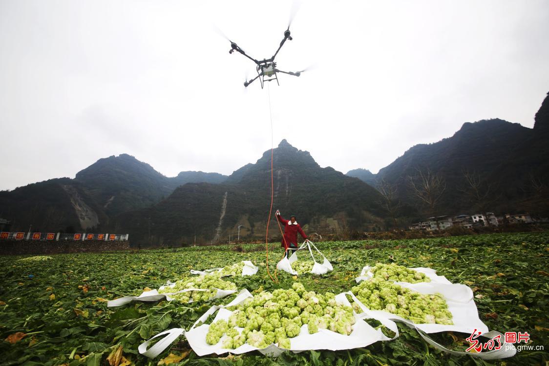 Harvesting selenium-enriched vegetables in central China's Hubei