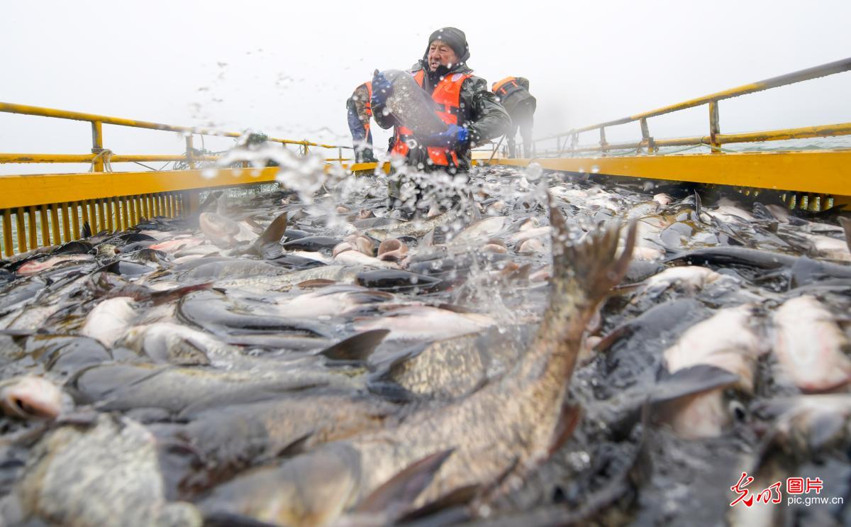 Winter fishing season opens in Luoyang City