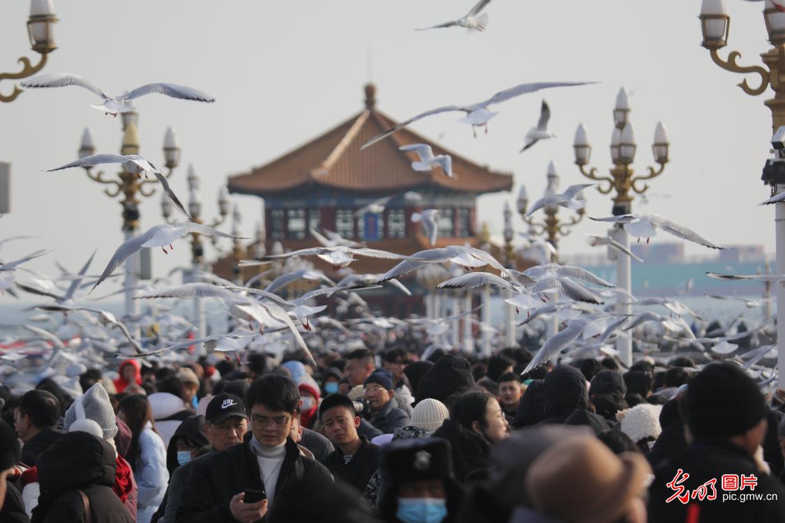 Red-billed gulls delight visitors in Qingdao City