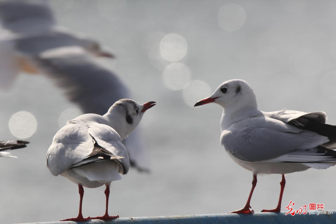Red-billed gulls delight visitors in Qingdao City