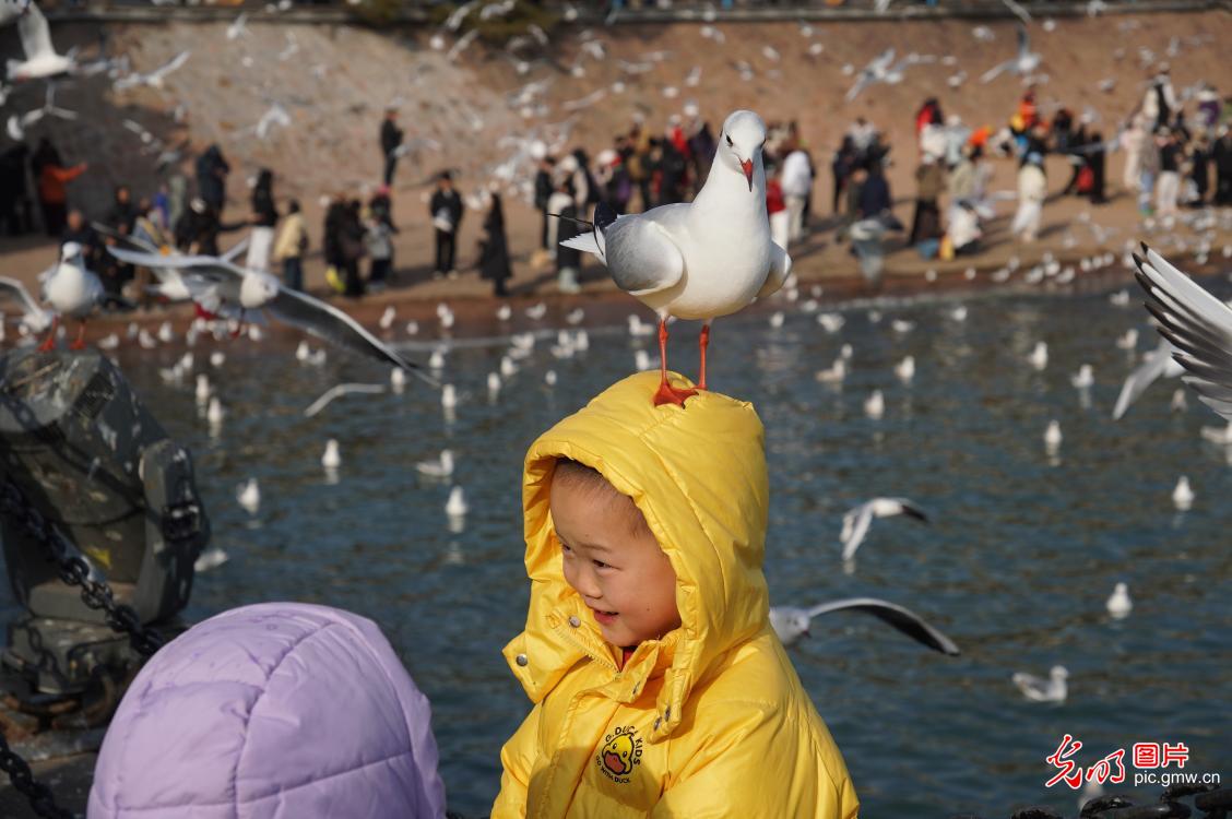 Red-billed gulls delight visitors in Qingdao City