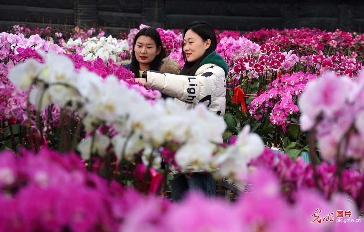 Spring Festival flower markets flourish across China