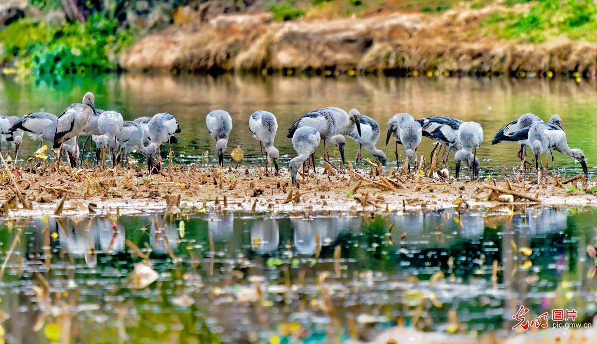 Asian openbill storks winter at wetland park in SW China's Yunnan