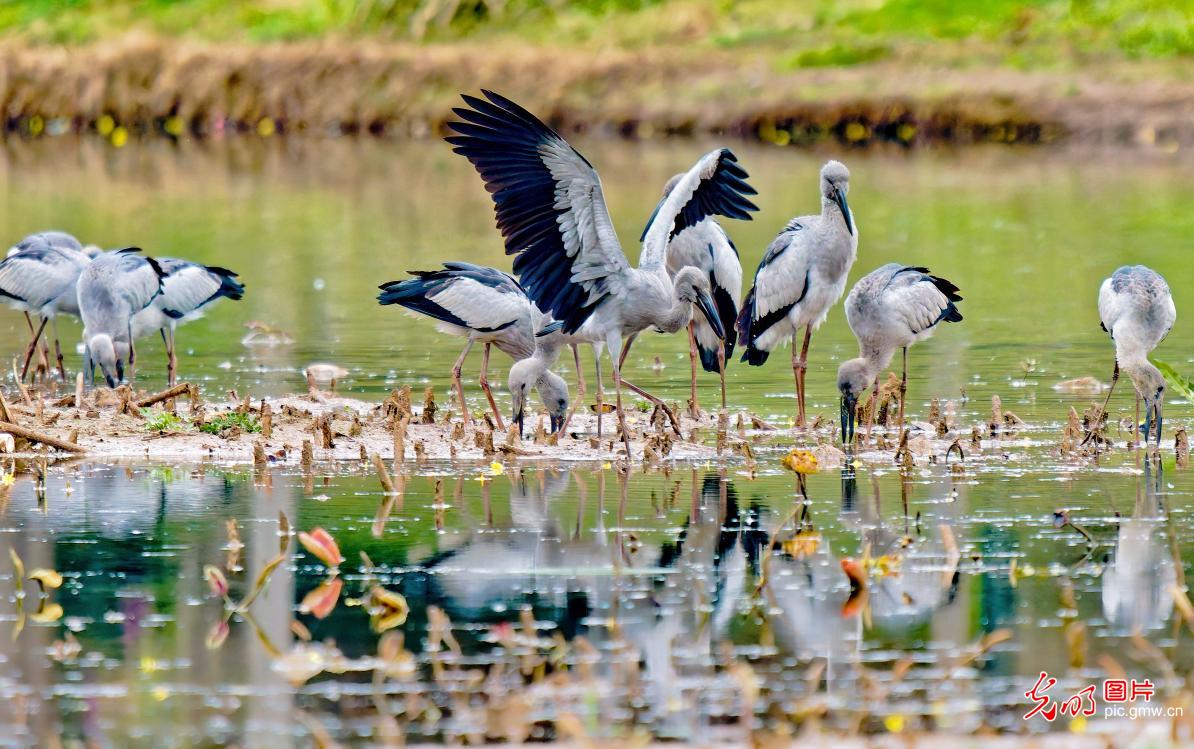 Asian openbill storks winter at wetland park in SW China's Yunnan