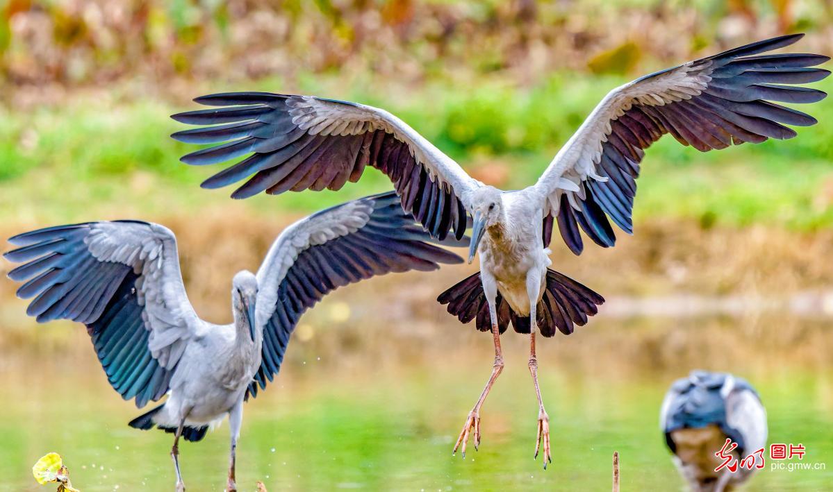 Asian openbill storks winter at wetland park in SW China's Yunnan