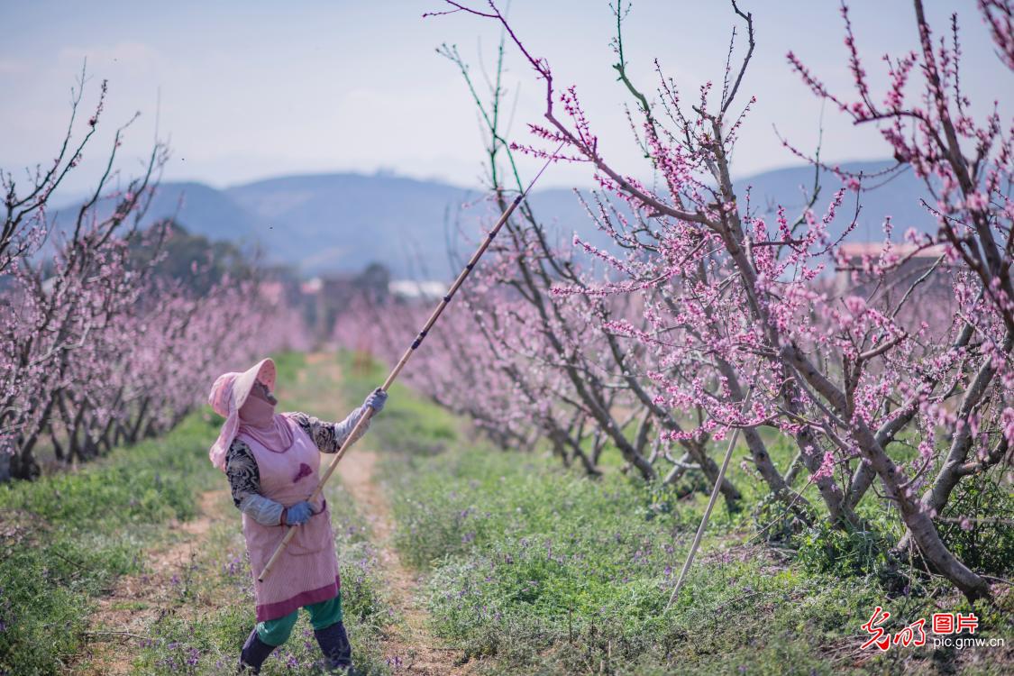 Beginning of Spring ushers in seasonal vitality across China
