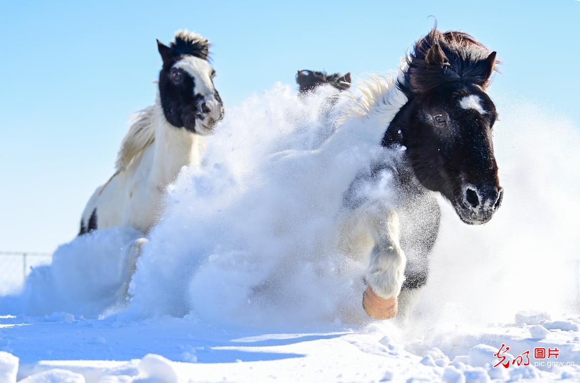 Snowfield horse training in N China's Inner Mongolia