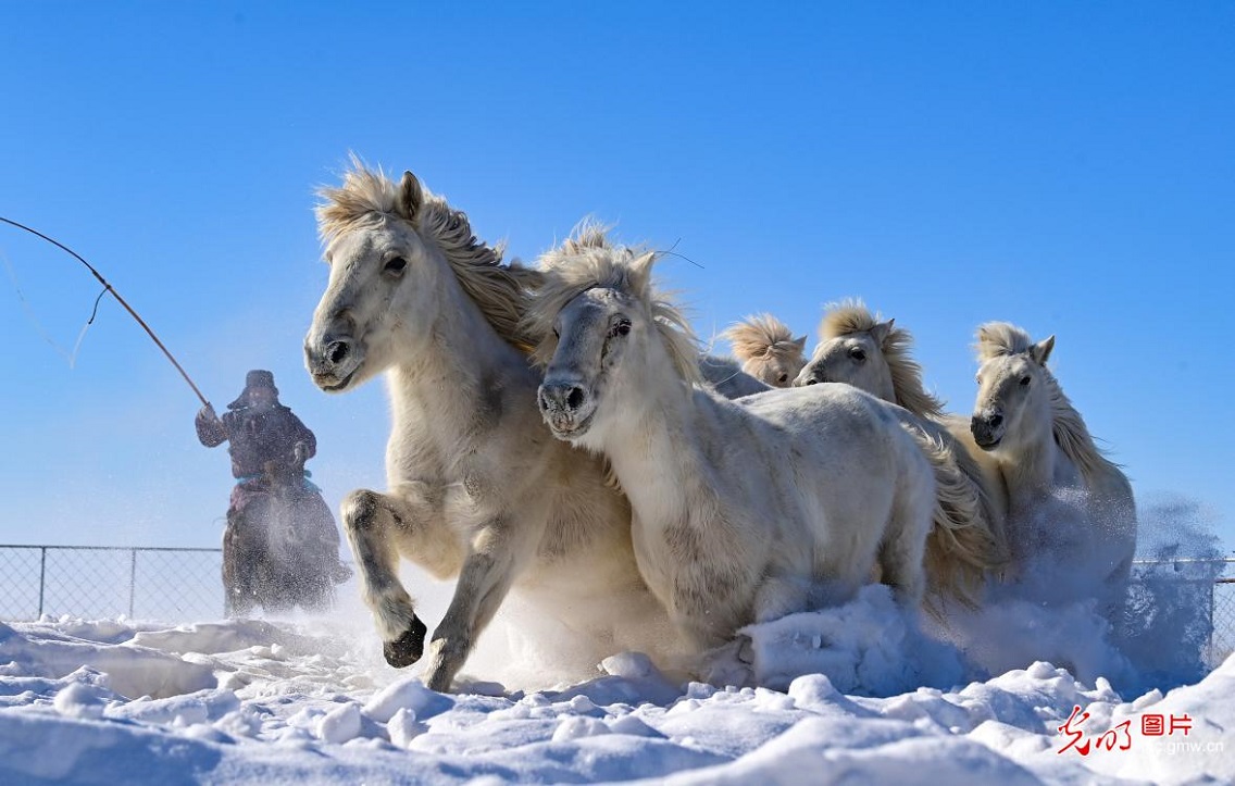 Snowfield horse training in N China's Inner Mongolia