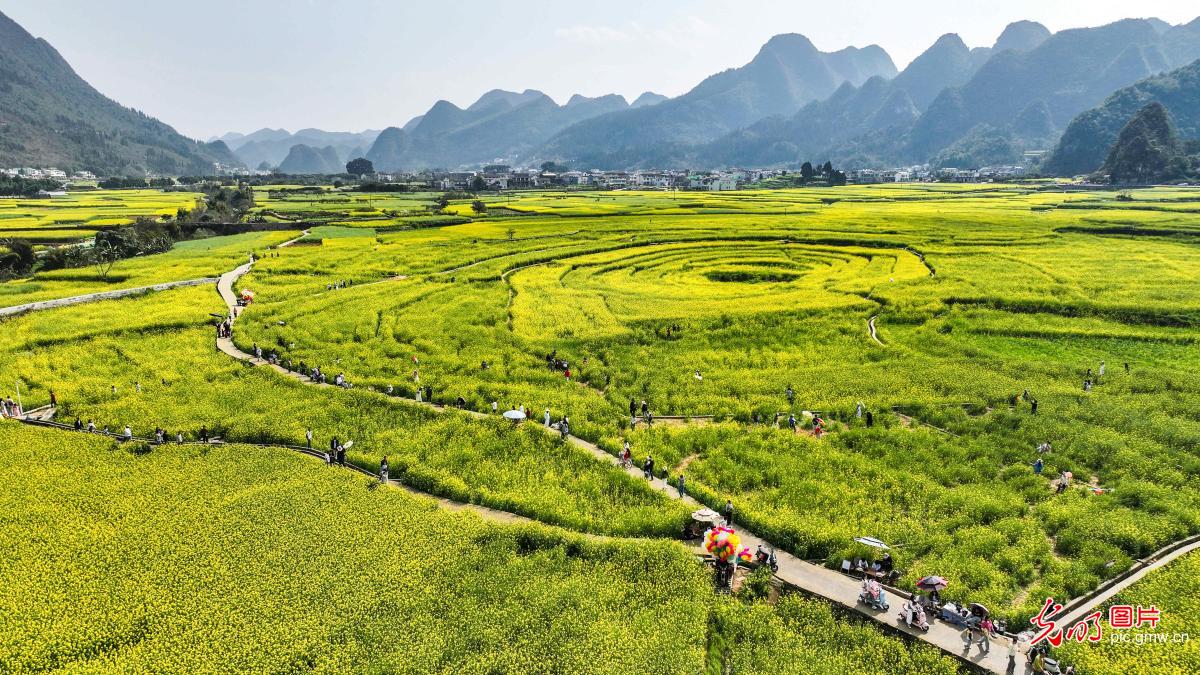 Rapeseed flowers bloom at Wanfenglin Scenic Area in SW China's Guizhou