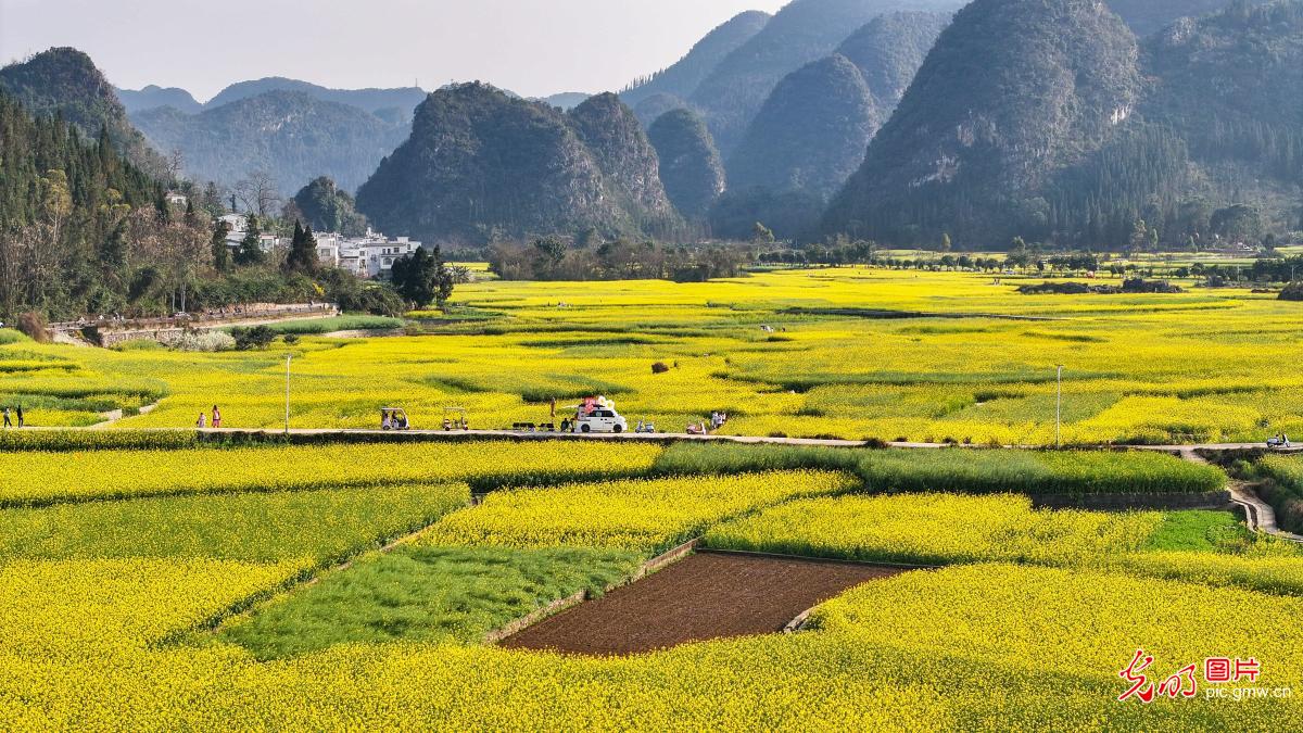 Rapeseed flowers bloom at Wanfenglin Scenic Area in SW China's Guizhou