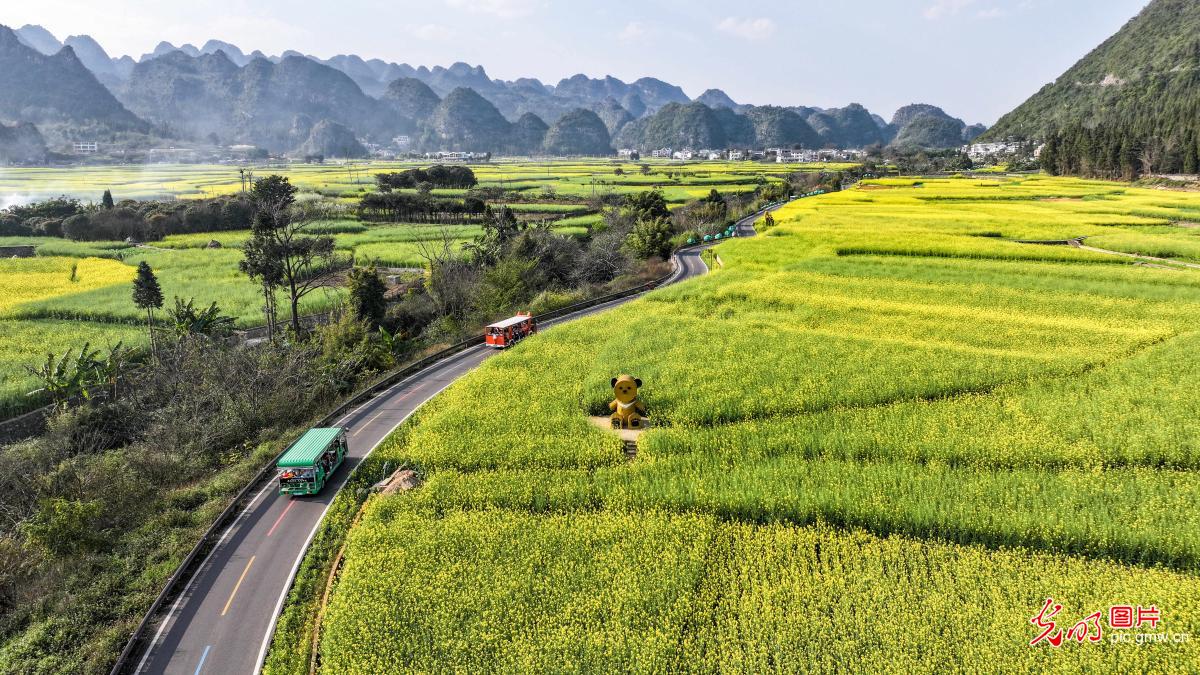 Rapeseed flowers bloom at Wanfenglin Scenic Area in SW China's Guizhou