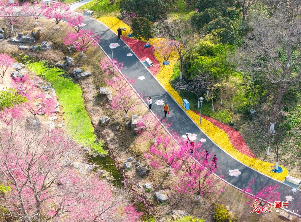 Blooming plum flowers herald spring in Jiangsu