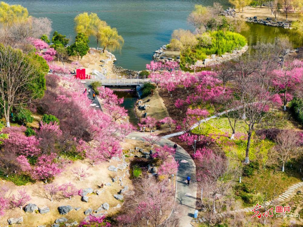 Blooming plum flowers herald spring in Jiangsu