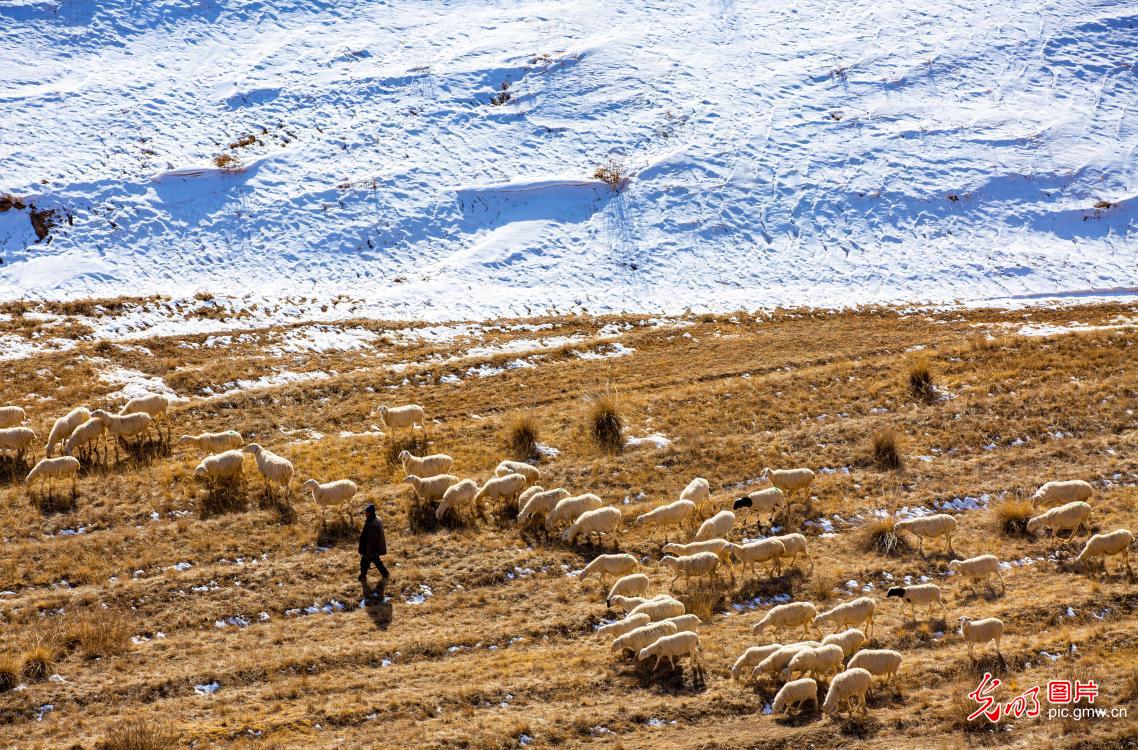 Herders graze sheep on early spring grassland in NW China's Gansu
