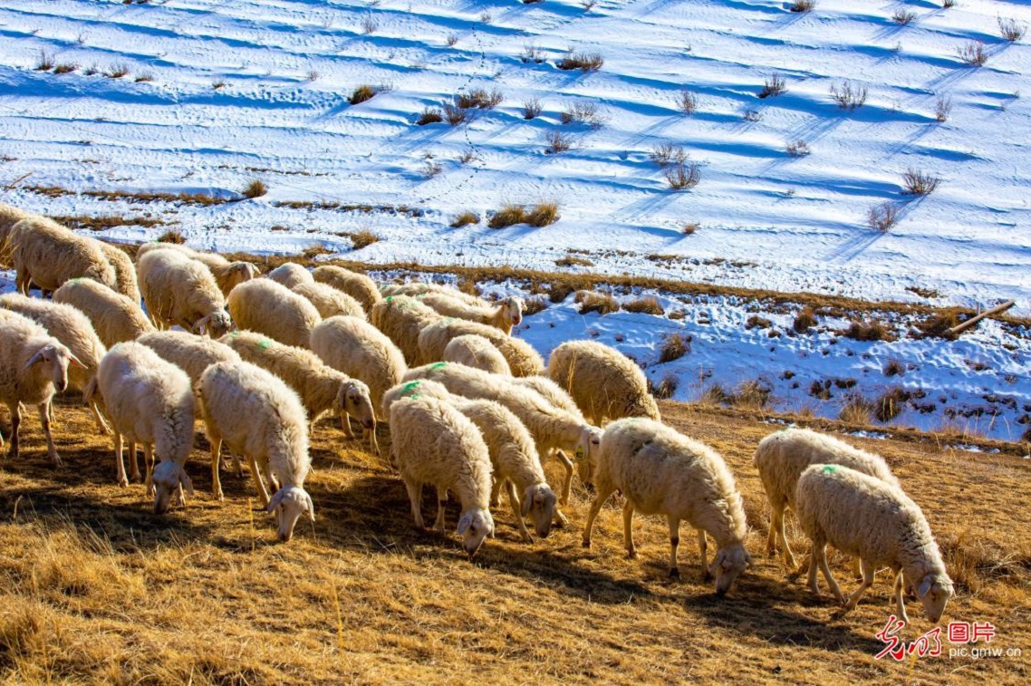 Herders graze sheep on early spring grassland in NW China's Gansu
