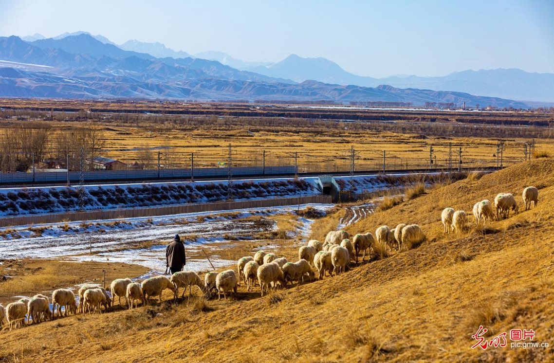 Herders graze sheep on early spring grassland in NW China's Gansu