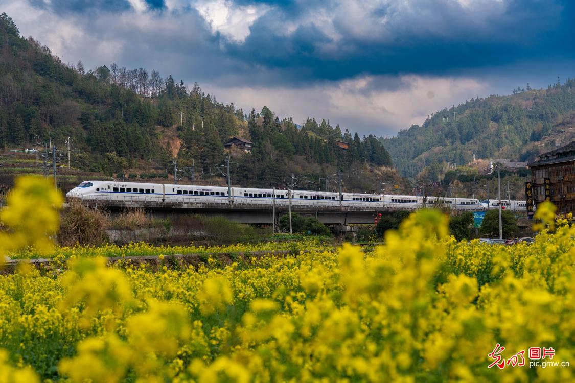 Trains traverse golden rapeseed seas as spring unfolds