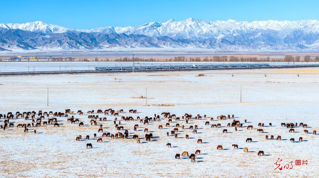 Galloping horses on spring snowfields in NW China's Gansu