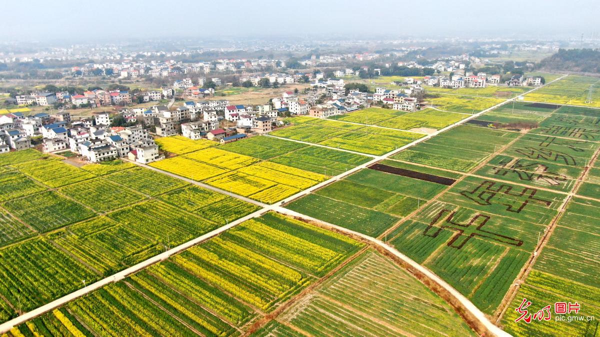 Rapeseed blossoms paint spring landscape in E China's Jiangxi
