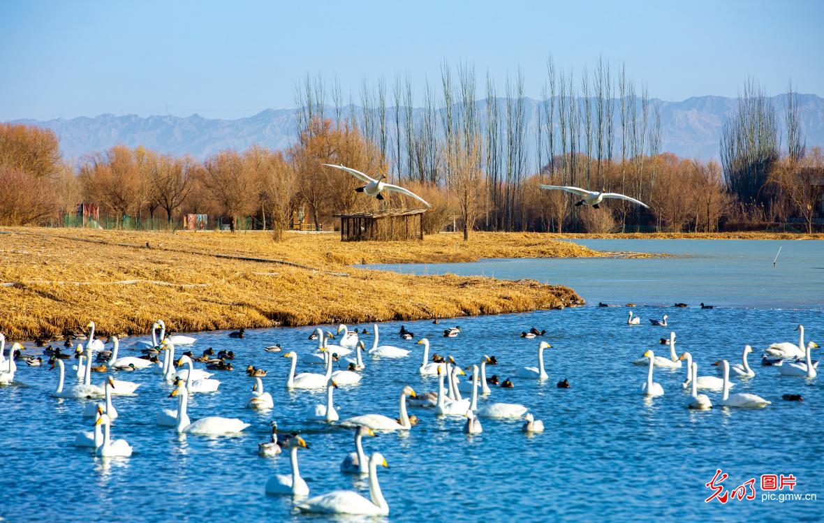 Migratory birds thrive at Gansu's Zhangye National Wetland Park Migratory birds thrive at Gansu's Zhangye National Wetland Park