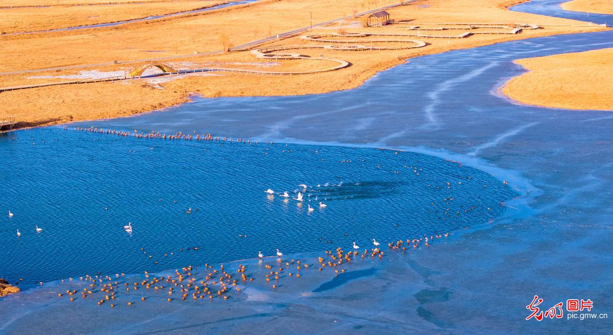 Migratory birds thrive at Gansu's Zhangye National Wetland Park Migratory birds thrive at Gansu's Zhangye National Wetland Park
