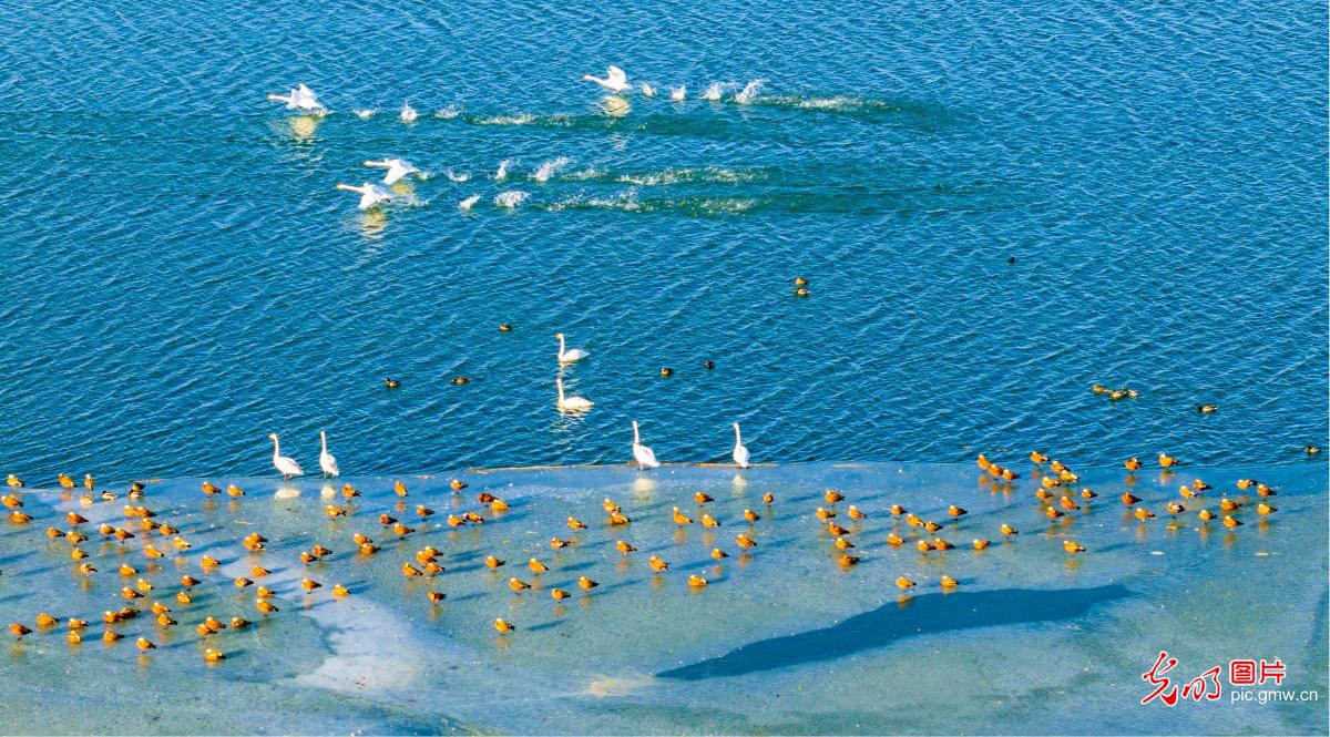 Migratory birds thrive at Gansu's Zhangye National Wetland Park Migratory birds thrive at Gansu's Zhangye National Wetland Park