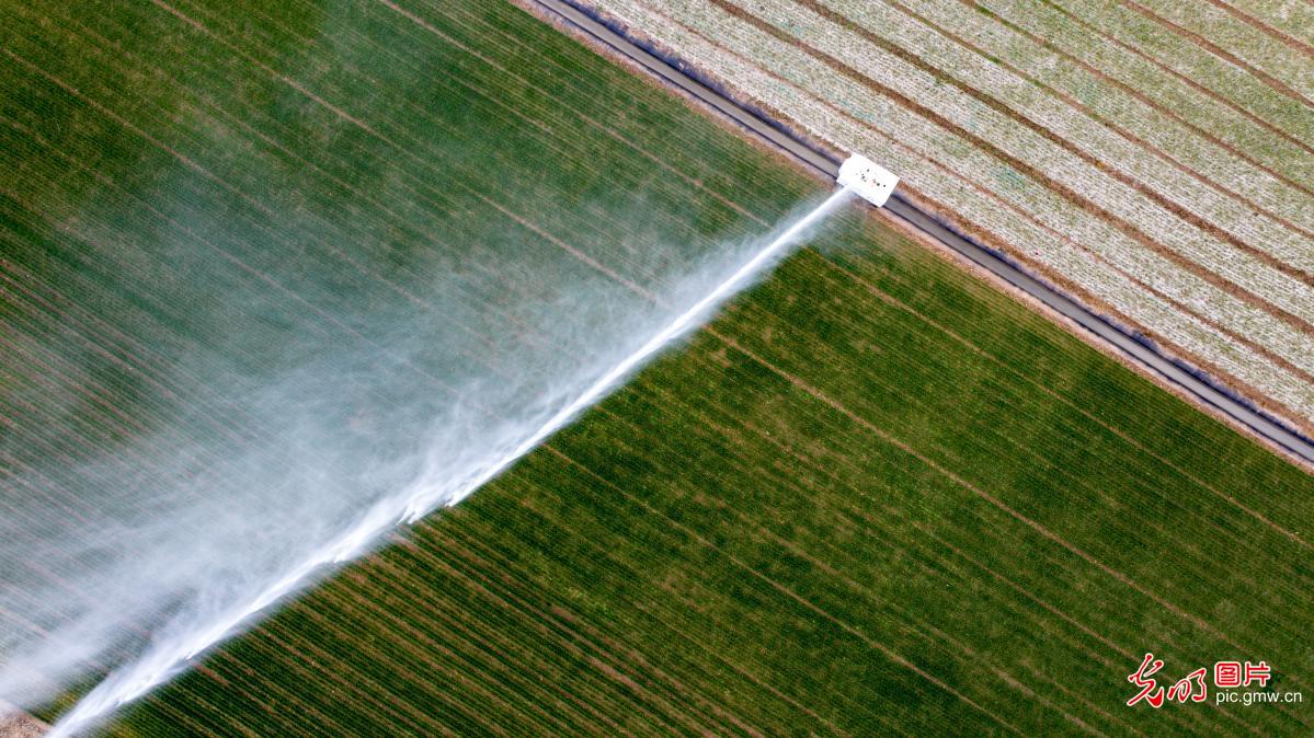 Smart irrigation supports spring farming in C China's Henan