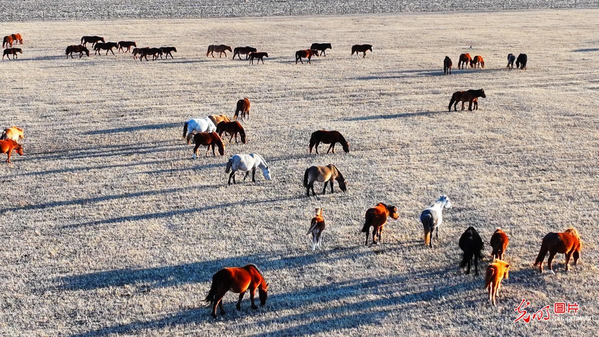 Spring arrives at Inner Mongolia pastures