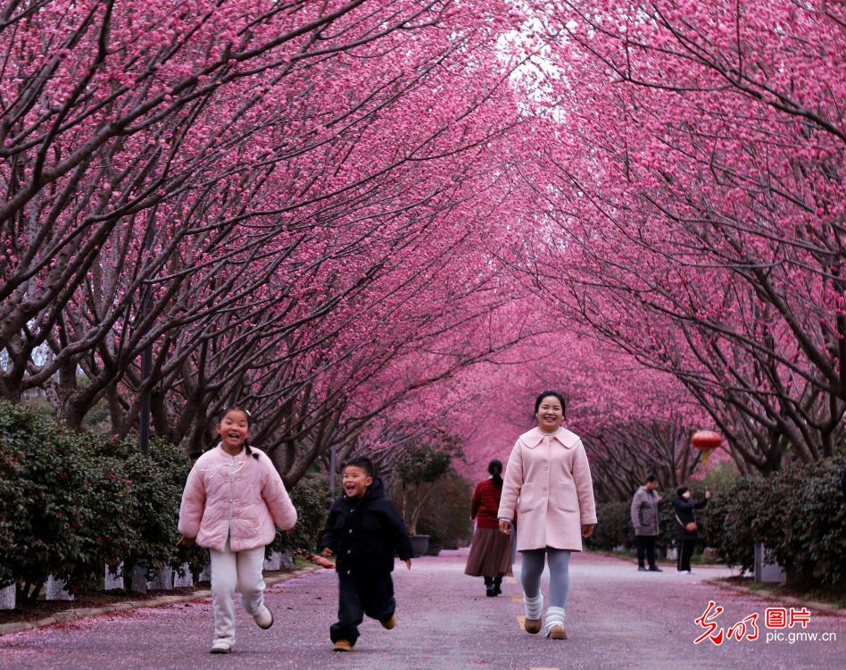 Red plum blossoms draw visitors in C China's Henan