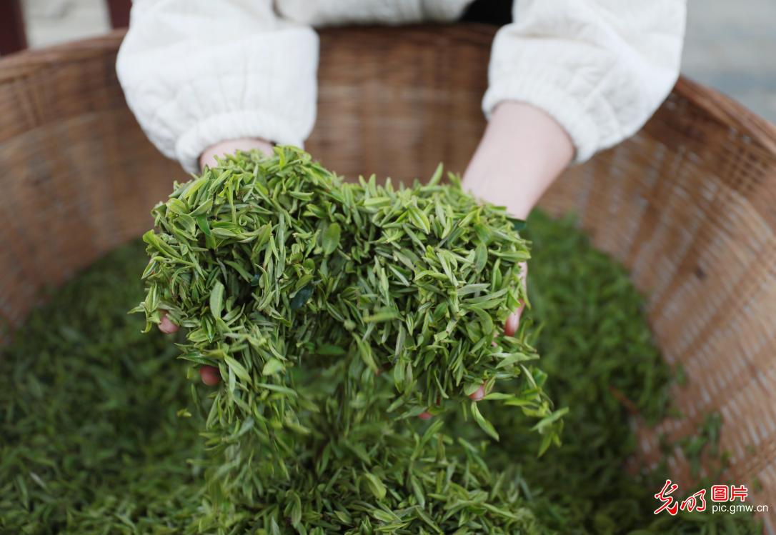 Farmers harvest early spring tea in C China's Hubei