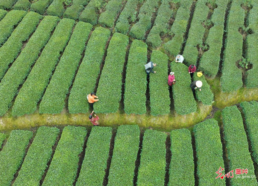 Farmers harvest early spring tea in C China's Hubei
