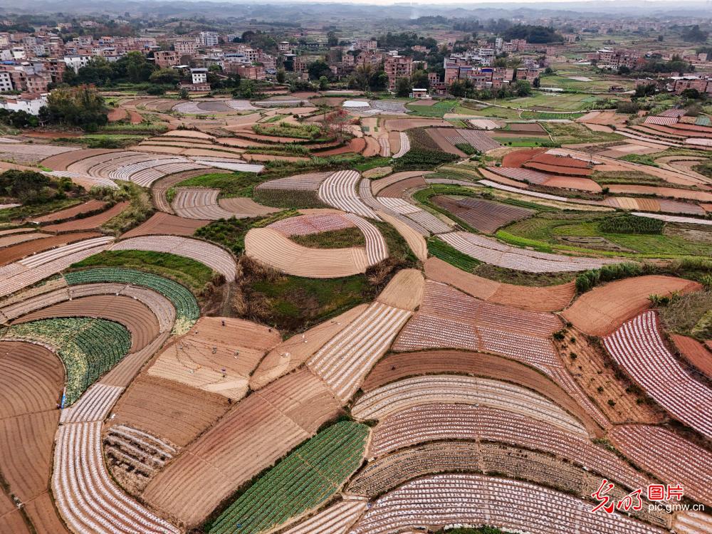 Spring farming scene unfolds in S China's Guangxi
